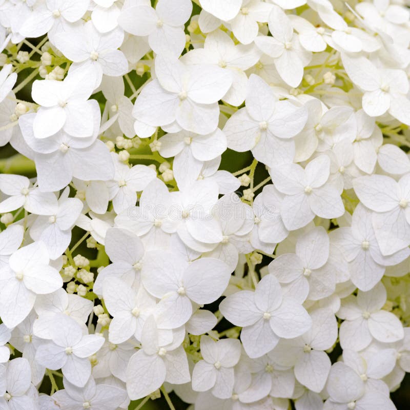 White Hydrangea Blooming in the Summer Garden Stock Photo - Image of ...