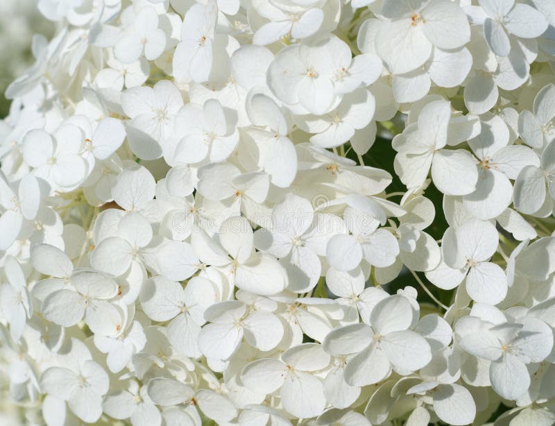 White Hydrangea Flowers. Background, Nature. Stock Image - Image of ...