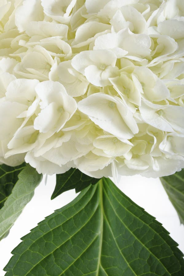 White hydrangea flowers stock photo. Image of flower 76907940
