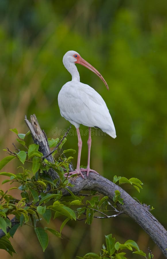 White Ibis