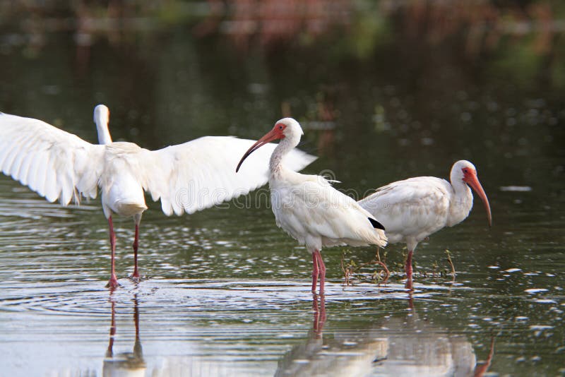 White Ibis