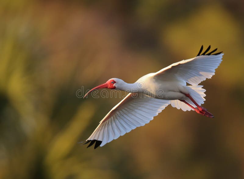 White Ibis in flight