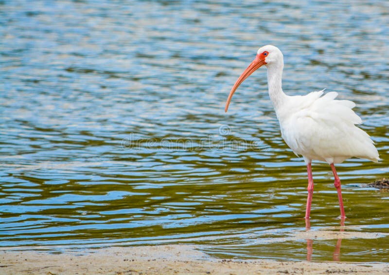 White Ibis at the Lemon Bay Aquatic Reserve in Cedar Point Environmental Park, Sarasota County Florida royalty free stock photo White Ibis at the Lemon Bay Aquatic Reserve in Cedar Point Environmental Park, Sarasota County Florida royalty free stock photo