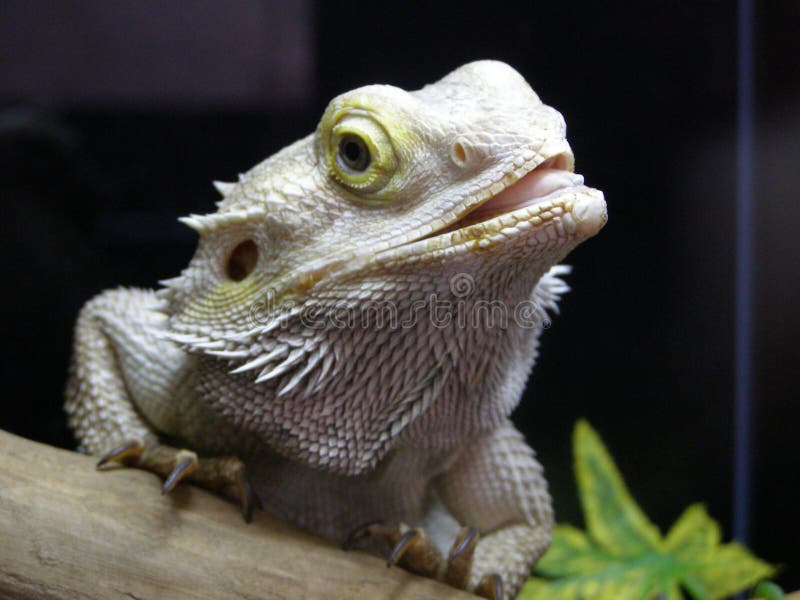 White iguana stock image. Image of head, terrariume, large - 11929347