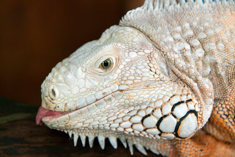 White Iguana lizard stock image. Image of tropical, reptile - 25793257