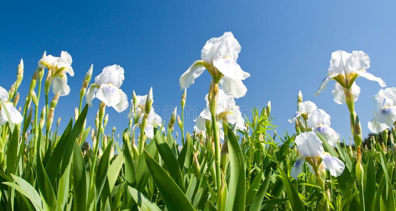 White irises against a blue sky