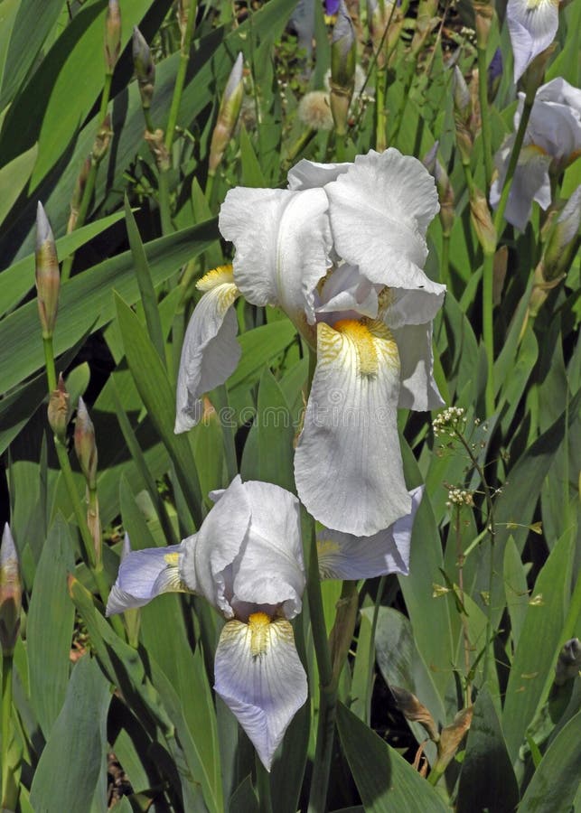 White Irises stock image. Image of nature, garden, foliage 92495799