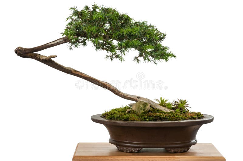 White Isolated Juniper As Bonsai Tree Stock Image Image of juniper, japanese 32834987