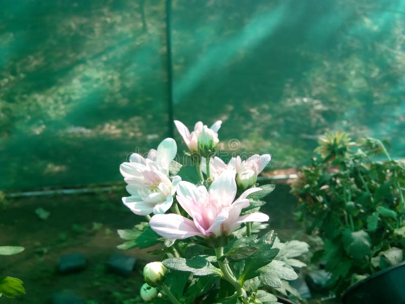 Jamanthi Flower Stock Photos Free & RoyaltyFree Stock Photos from