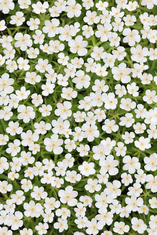 White japanese anemone royalty free stock image