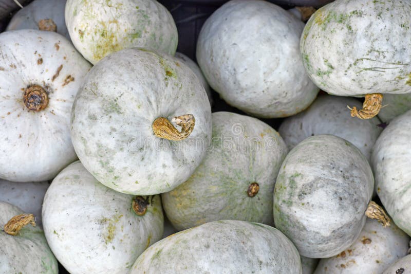 White Japanese Hokkaido Kabocha squashes stock photo