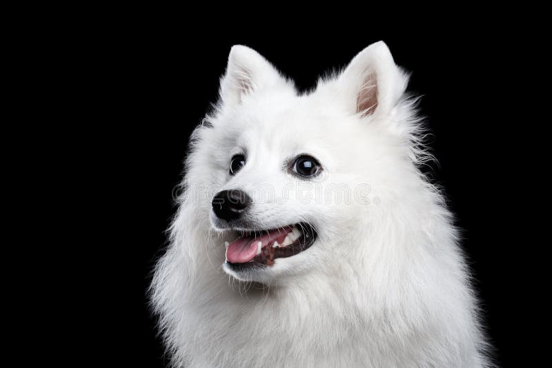 107 Black Japanese Spitz Photos Free Royalty Free Stock Photos From Dreamstime