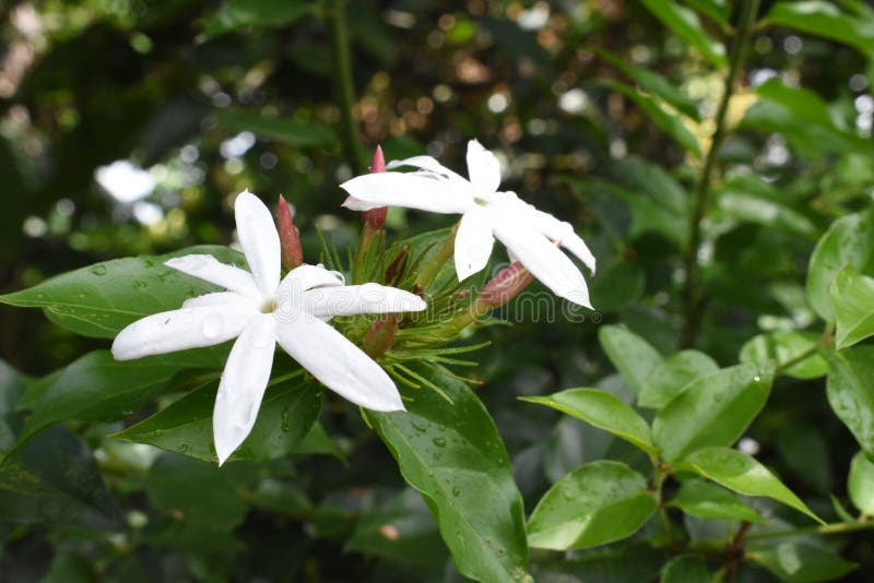 White Jasmin Flower in My Garden Stock Image Image of flower, bewhite