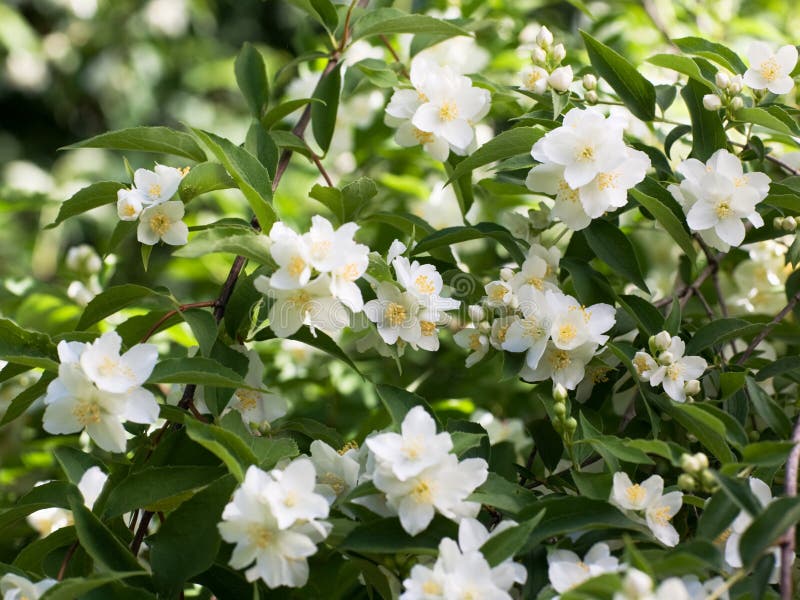 White Jasmine stock image. Image of bush, outdoors, selective 24069845