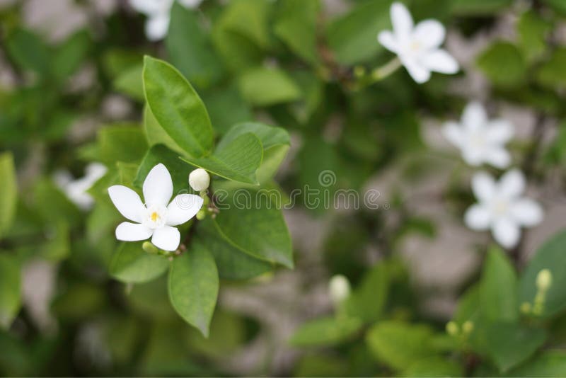 White jasmine flower stock image. Image of jack, branch 141738839