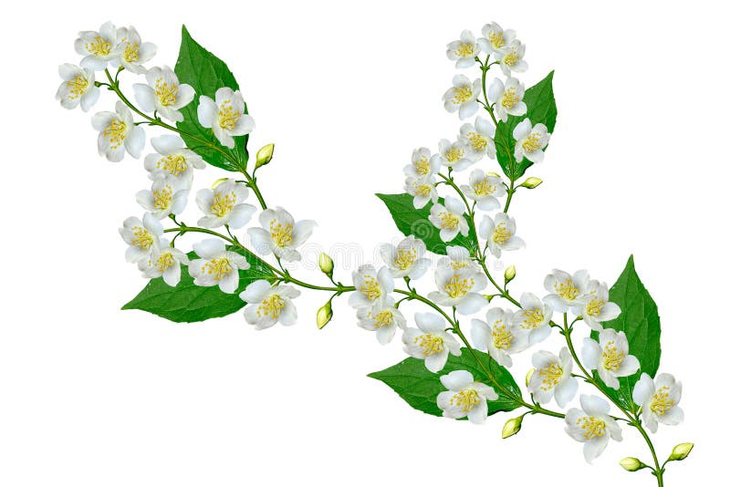 White jasmine flower.