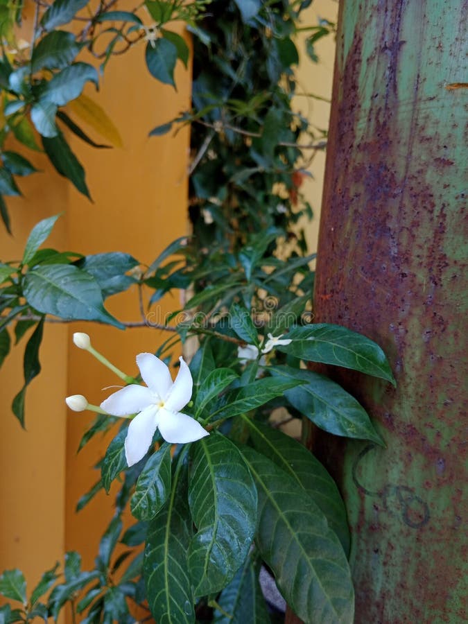 White Jasmine flower stock photo. Image of leaf, blossom 260755156