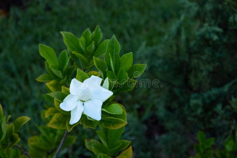 White jasmine flower stock image. Image of foliage, blooming 191935293