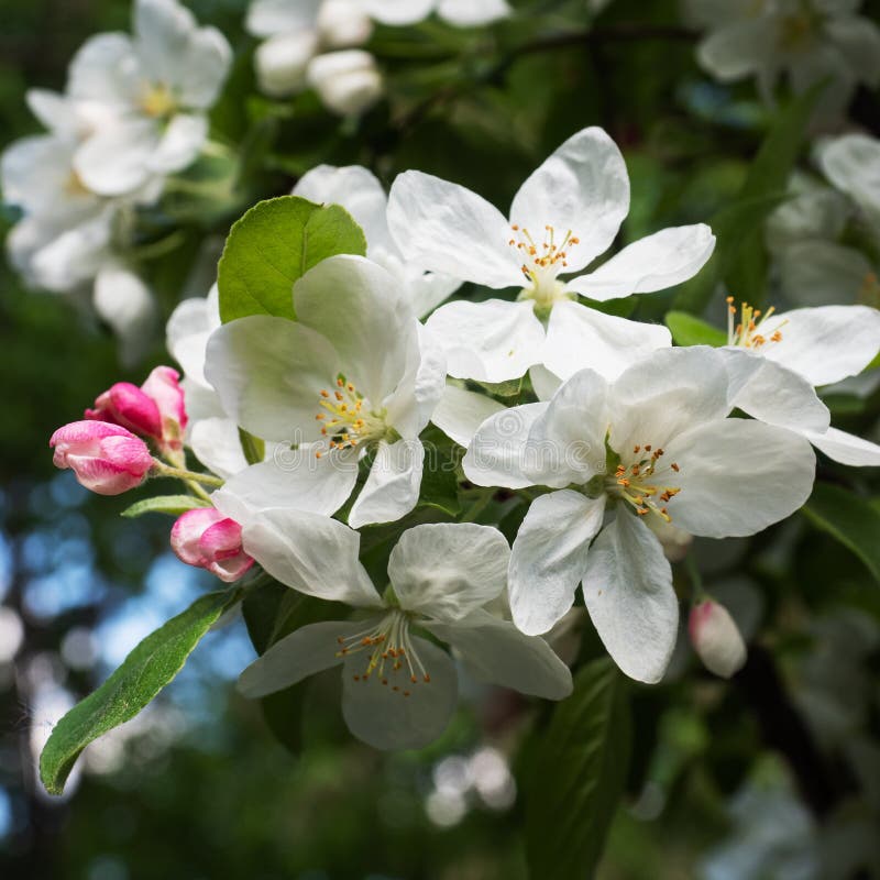 White Jasmine Flowers Bloom on the Bush in Spring, Fragrant Flowers are