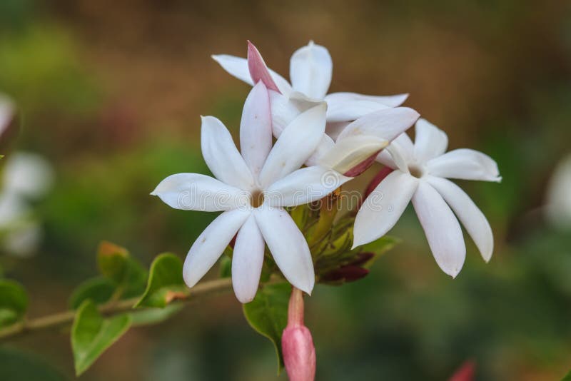 White Jasmine Flowers in Garden Stock Image Image of macro, jasminum