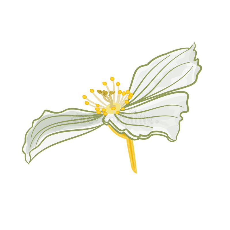 Jasmine Flower Icon Vector Illustration Design Ornamental Petal Yellow  Vector, Ornamental, Petal, Yellow PNG and Vector with Transparent  Background for Free Download