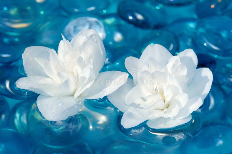 White Jasmine Flowers on Water