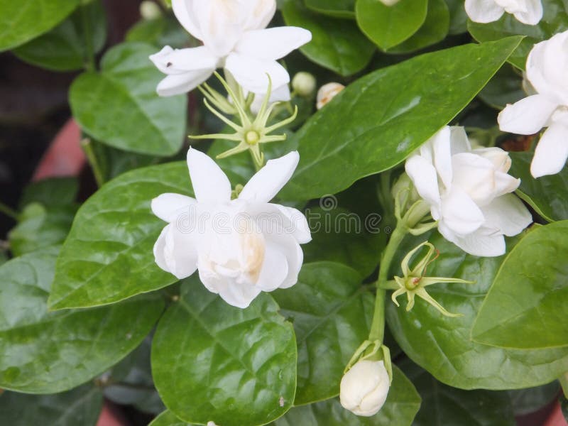 The White Jasmine is in Full Bloom. it`s Very Beautiful Stock Image