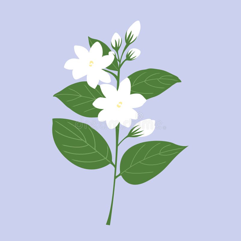 Thai Traditional Jasmine Flower Garland Illustration, Vector Stock