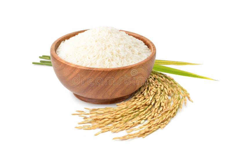 Rice Grain Jasmine Rice Stock Photo, Picture and Royalty Free Image. Image  17677866.