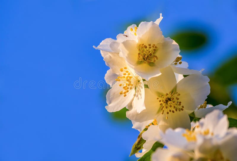 Blossoming Flowers of Jasmine Tree Jasminum Officinale, Summer, Europe