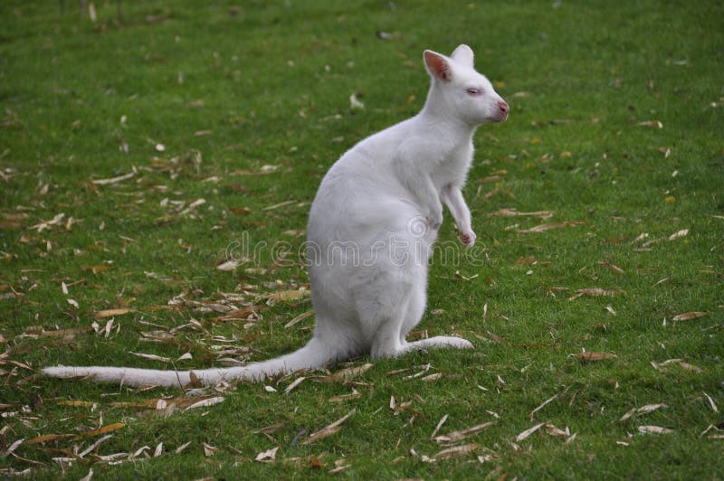 White kangaroo stock image. Image of green, creature 11281563