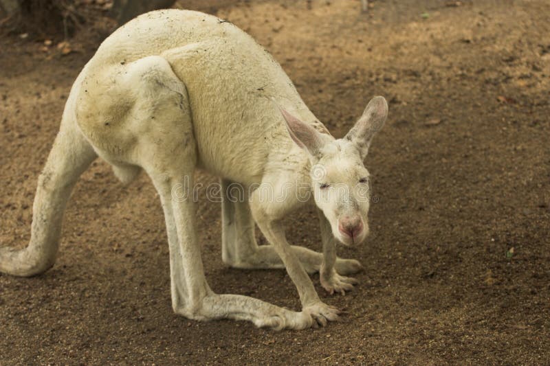 White Kangaroo stock image. Image of australian, macropus 389211