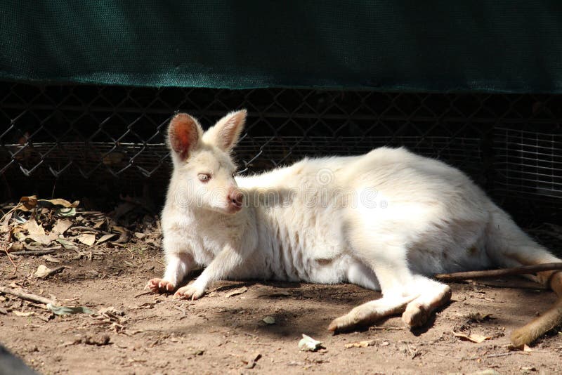 White Kangaroo stock photo. Image of joey, wildlife, australian 45455822