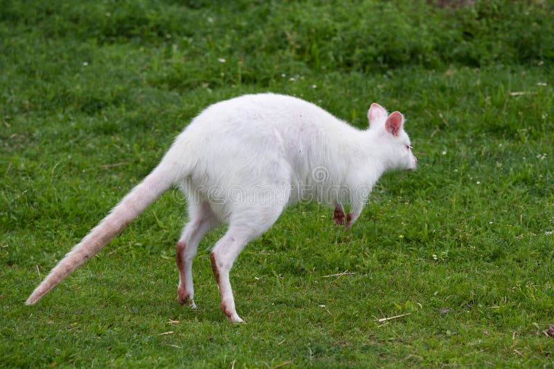 White Kangaroo Macropus Rufogriseus on the Green Grass. Albino Kangaroo