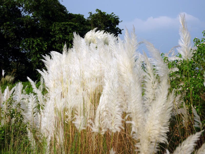 White Kash or Kans grass stock photo. Image of blossom - 126394186