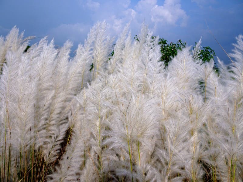 White Kash or Kans grass stock photo. Image of background - 126394368