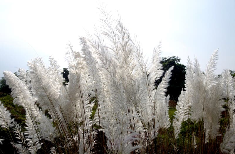 White Kash or Kans grass stock image. Image of bright - 126394891 White Kash or Kans grass stock image. Image of bright - 126394891