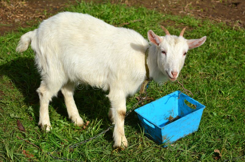 White kid goat stock image. Image of child, furry, grass 42526245