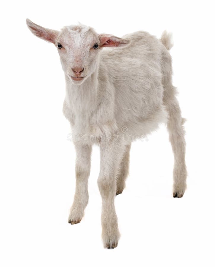 Young Domestic Goat Bleating, Kid, Isolated Stock Image Image of bleating, goat 41997411