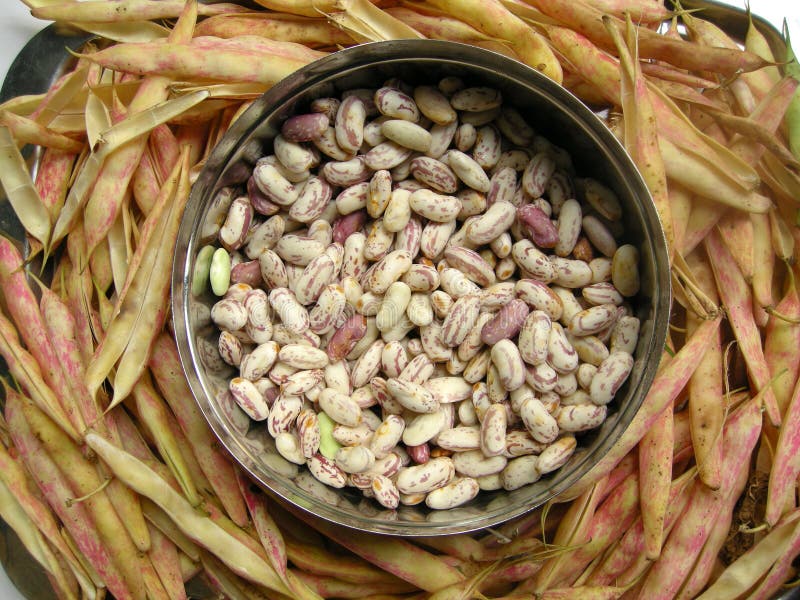 Close up of spotted white kidney beans with the pea pods. Close up of spotted white kidney beans with the pea pods.