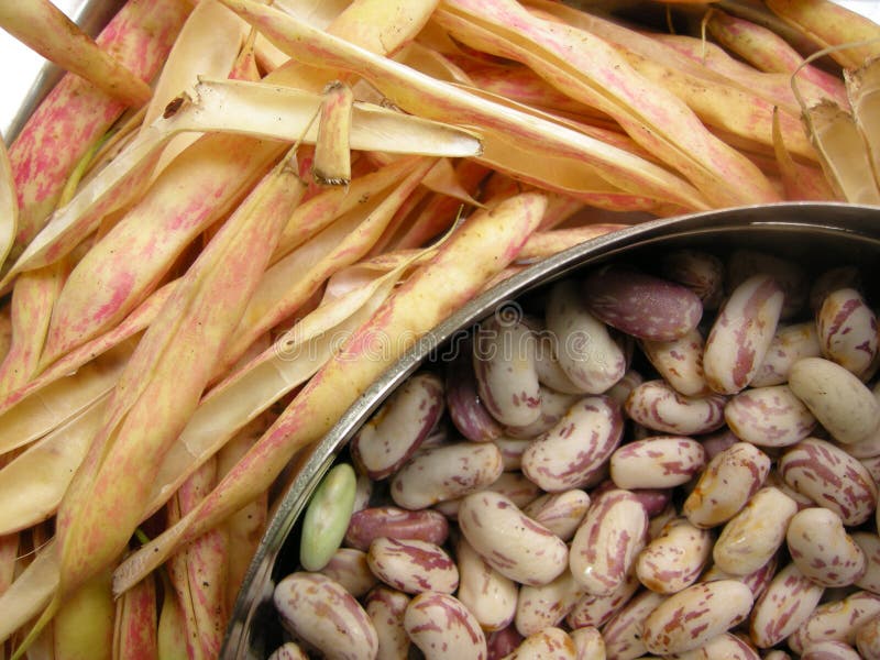 Close up of spotted white kidney beans with the pea pods. Close up of spotted white kidney beans with the pea pods.