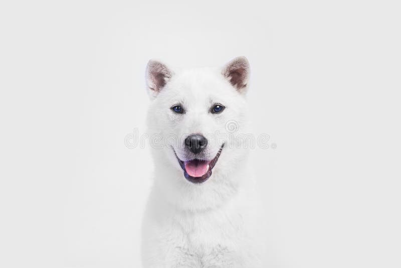 White kishu inu