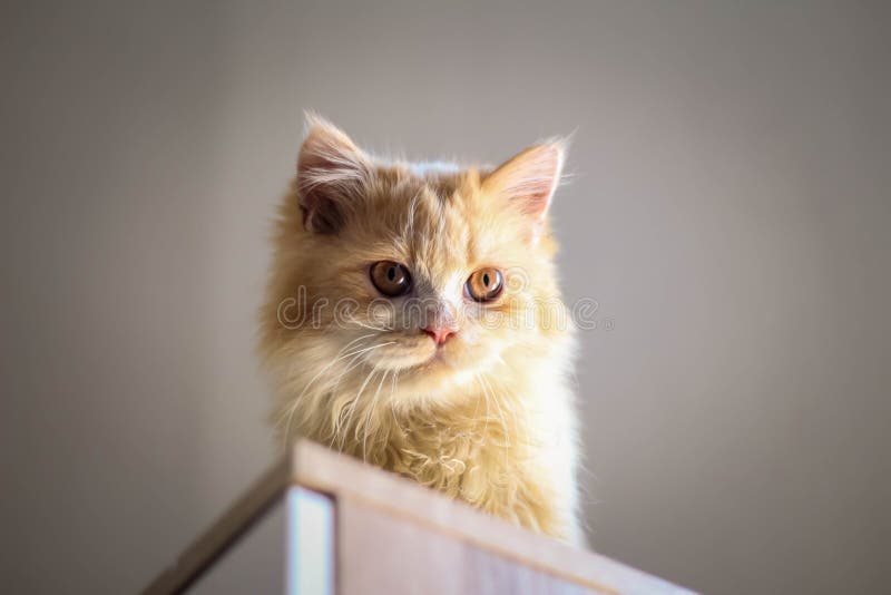 White Kitten in a Room stock image. Image of eyes, kitten 252872137