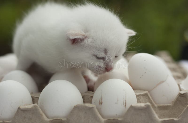 egg whites for cats