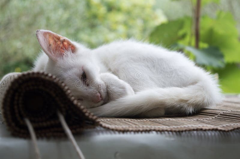 Pequeno lindo blanco gatito encontró el lugar sobre el atrás en jardín.