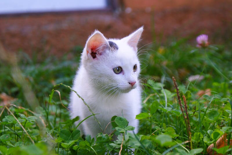 White kitten in the grass