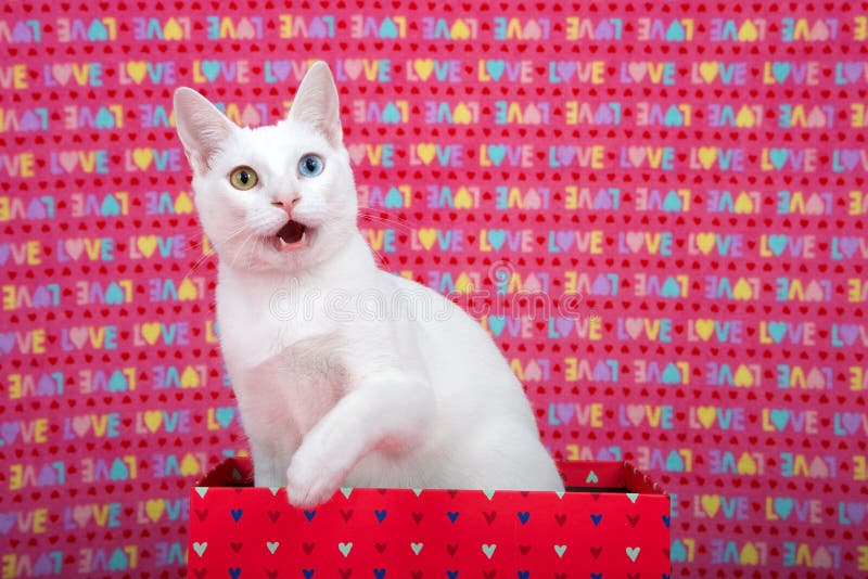 White kitten with heterochromia in a valentine box, mouth open stock images White kitten with heterochromia in a valentine box, mouth open stock images