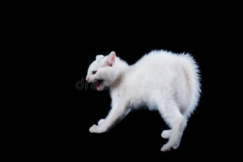 White Kitten Hissing with Fur Up Stock Photo Image of pets, animals