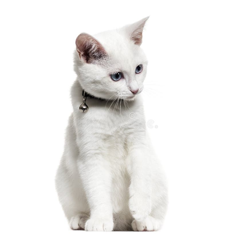 White Kitten Mixedbreed Cat Wearing a Bell Collar and Looking a Stock