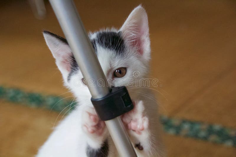 https://thumbs.dreamstime.com/b/white-kitten-playing-room-tatami-mat-cat-jumping-around-mats-kanagawa-japan-227004663.jpg